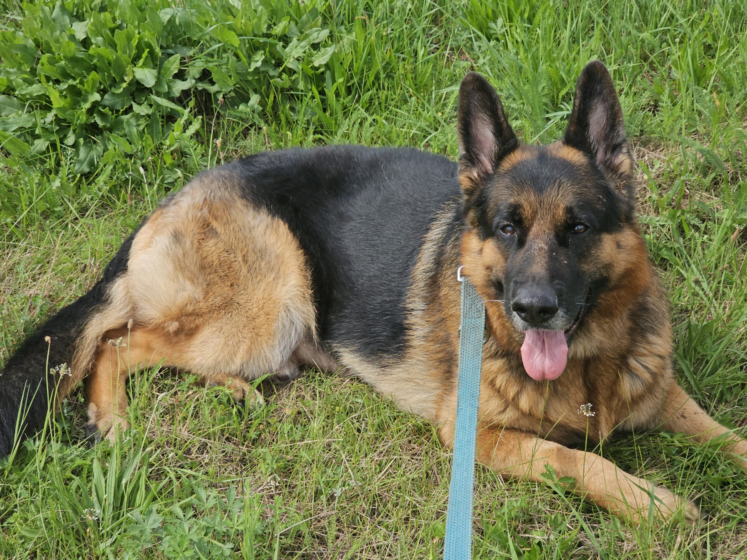 A German Shepherd Dog lying on the grass with his right side towards the camera, with his mouth wide open. In the foreground one can see a flat light-blue nylon leash extending towards the camera.